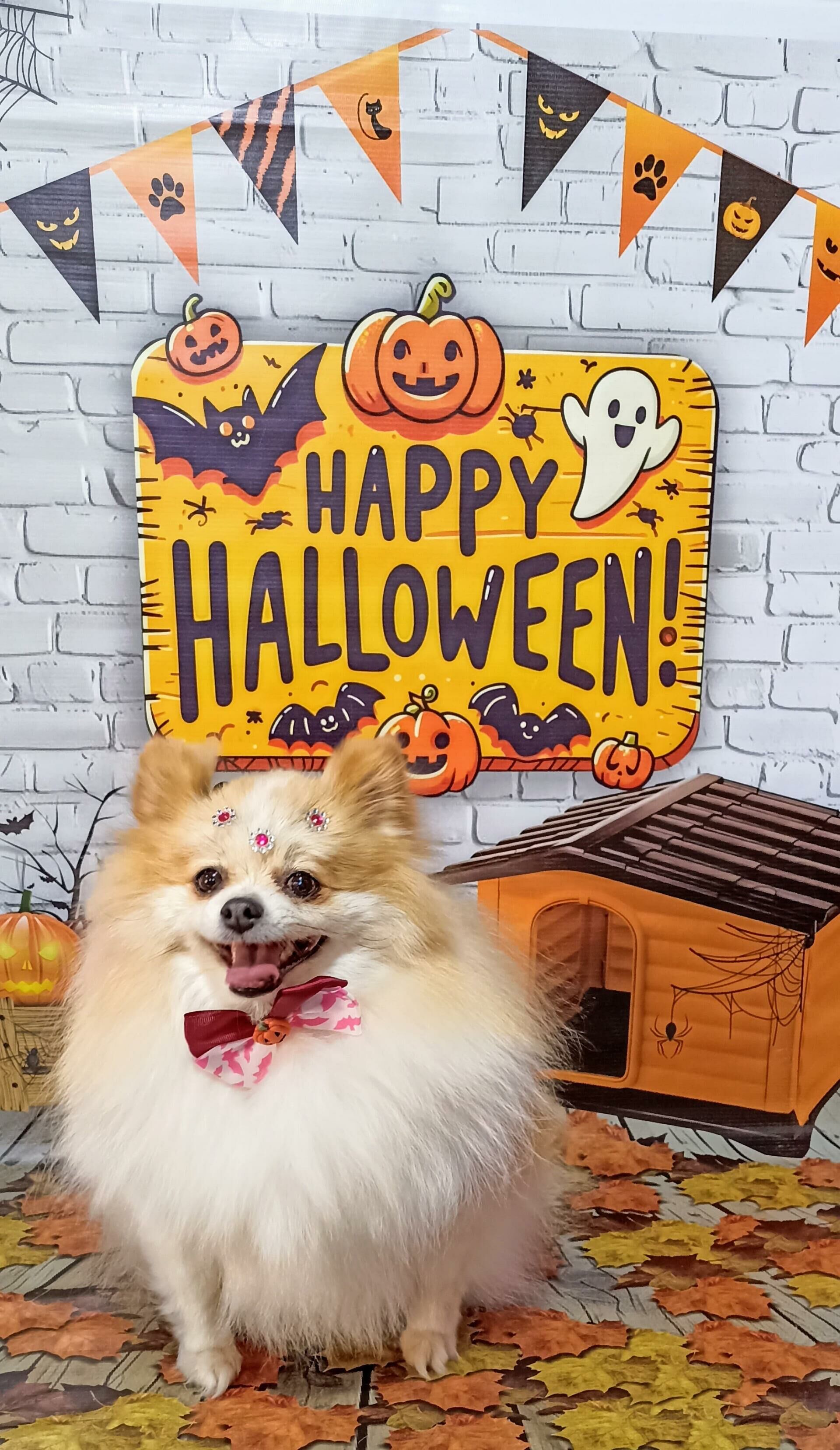 Imagem de compartilhamento para o artigo Em promoção de Halloween, banhe seu pet no Pet Shop Chiktosa e ganhe tosa higiênica da MS Todo dia